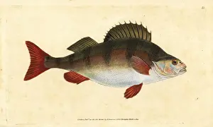 Donovan Prints: Perch, Perca fluviatilis