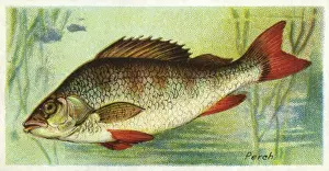 PERCH / PLAYERs / 1903