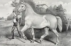 Stallion Prints: Percheron stallion Duc de Chartres, imported by A. Rogy: win