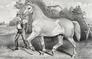 Alencon Gallery: Percheron stallion Duc de Chartres, imported by A. Rogy: win
