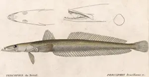Finned Prints: Percophis Brasilianus
