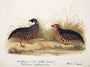Galliformes Prints: Perdicula erythrorhyncha, painted bush quail