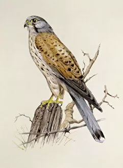 Fence Collection: A Peregrine Falcon