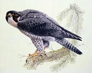 Birds Collection: Peregrine Falcon