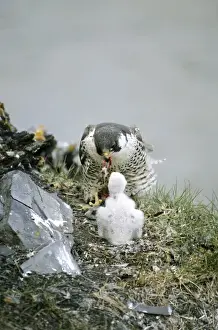 Falco Prints: Peregrine Falcon - adult feeds a chick in the nest