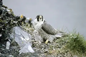 Falco Prints: Peregrine Falcon - adult warms a chick after feeding