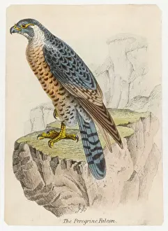 Falco Prints: Peregrine Falcon (Anon)