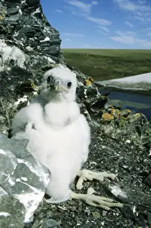 Falco Prints: Peregrine Falcon - chick in the nest (a single