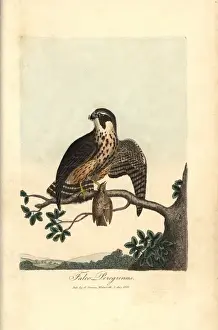 Peregrine falcon, Falco peregrinus