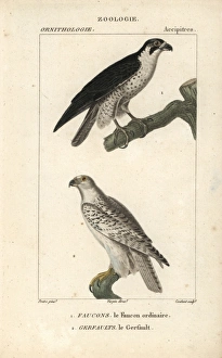 Peregrine falcon, Falco peregrinus, and gyrfalcon