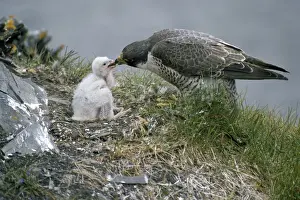 Falco Prints: PEREGRINE FALCON - feeding chicks on nest, typical