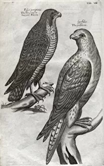 Images Dated 30th August 2012: The peregrine falcon and gyrfalcon