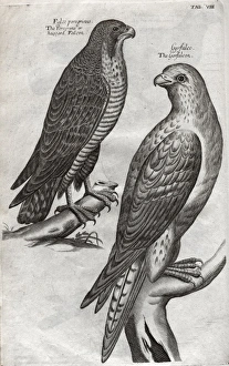 Images Dated 30th August 2012: The peregrine falcon and gyrfalcon