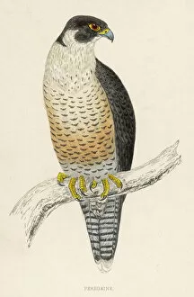 Markings Collection: Peregrine Falcon (Morris