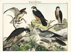 Kestrel Prints: Peregrine, hobby, kestrel, sparrowhawk and goshawk