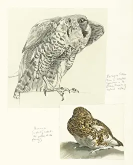 Peregrine Prints: Peregrine and Ptarmigan