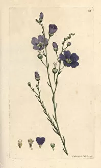 Perennial Gallery: Perennial flax, Linum perenne