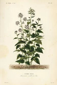 Perennial Gallery: Perennial honesty, Lunaria rediviva