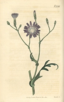 Perennial Gallery: Perennial lettuce, Lactuca perennis