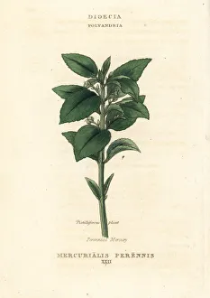 Perennial Gallery: Perennial mercury, Mercurialis perennis