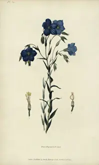 Richardmorris Prints: Perennial or Narbonne flax, Linum narbonense