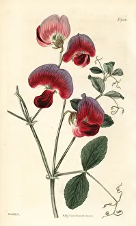 Perennial Gallery: Perennial sweetpea, Lathyrus grandiflorus
