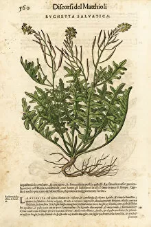 Perennial Gallery: Perennial wall-rocket, Diplotaxis tenuifolia