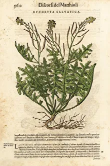 Anazarbeo Gallery: Perennial wall-rocket, Diplotaxis tenuifolia