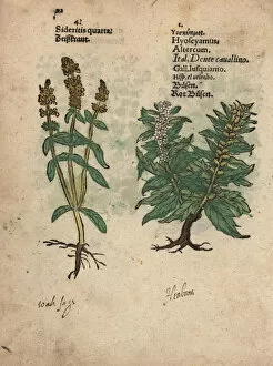 Perennial Gallery: Perennial yellow woundwort and henbane