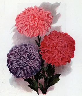 Perfection Prints: The Perfection Asters