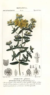 Caerulea Prints: Perforate St John s-wort, Hypericum perforatum