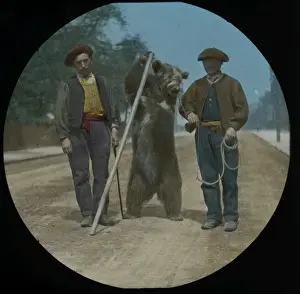 Muzzled Prints: Performing Bear with Pole