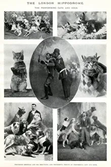 Images Dated 18th October 2019: Performing cats and dogs at the London Hippodrome