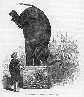 Performing Elephant