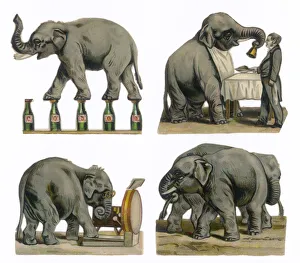 Images Dated 13th October 2007: Performing Elephants