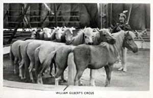 The performing ponies of William Gilberts Circus Date: circa 1930s The performing ponies of William Gilberts Circus Date: circa 1930s