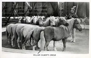 Pony Prints: The performing ponies of William Gilberts Circus Date: circa 1930s
