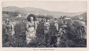 Grasse Prints: Perfume Manufacture / 1898