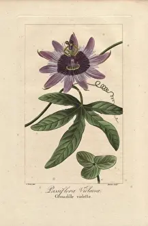 Mordantdelaunay Prints: Perfume passionflower, Passiflora violacea