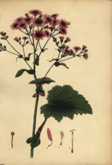 Pericallis cruenta