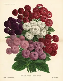 Pericallis cruenta hybrids