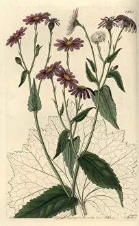 Watts Collection: Pericallis tussilaginis