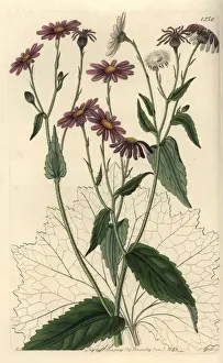 Pericallis tussilaginis