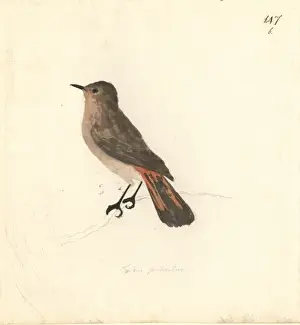 Muscicapidae Prints: Pericriotus cinnamomeus, small minivet