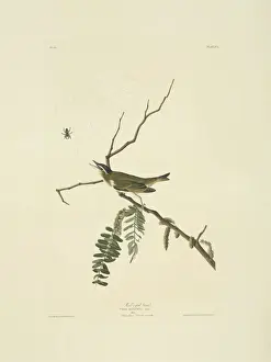 Pericriotus cinnamomeus, small minivet