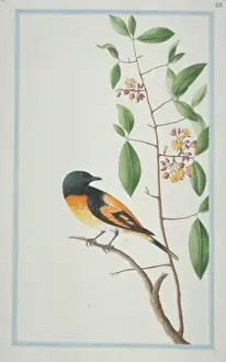 Loten Prints: Pericrocotus flammeues, scarlet minivet