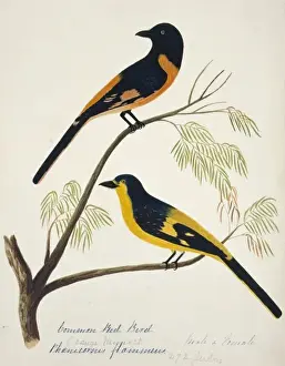 Cockburn Prints: Pericrocotus flammeus, scarlet minivet