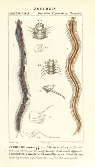 Perinereis nuntia and Syllis armillaris