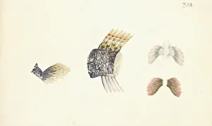 Periophthalmus sp. mudskipper