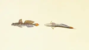 Osteichthyes Prints: Periophthalmus sp. mudskipper